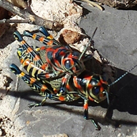 Harlequin Grasshopper